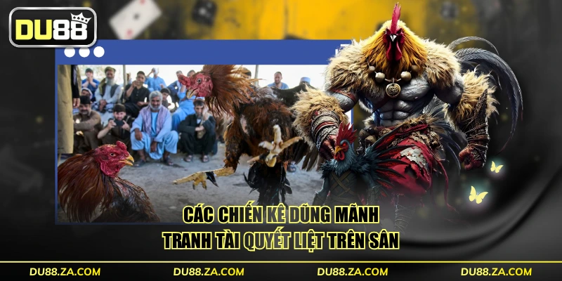 Đá Gà Thomo - Quy Mô Tổ Chức Hoành Tráng Với 50 Trận Đấu 4 Các chiến kê dũng mãnh tranh tài quyết liệt trên sân