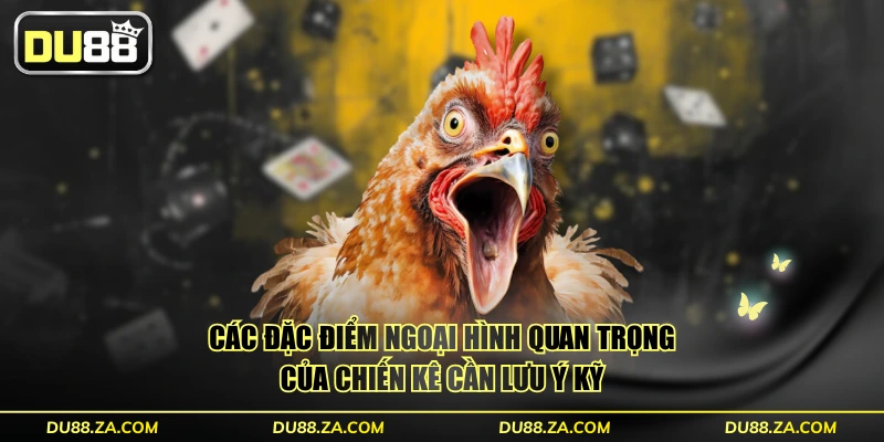 Các đặc điểm ngoại hình quan trọng của chiến kê cần lưu ý kỹ