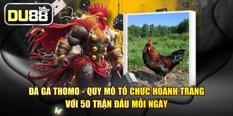 Đá Gà Thomo - Quy Mô Tổ Chức Hoành Tráng Với 50 Trận Đấu 1 Đá Gà Thomo - Quy Mô Tổ Chức Hoành Tráng Với 50 Trận Đấu