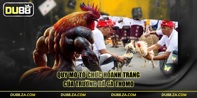 Đá Gà Thomo - Quy Mô Tổ Chức Hoành Tráng Với 50 Trận Đấu 2 Quy mô tổ chức hoành tráng của trường đá gà Thomo