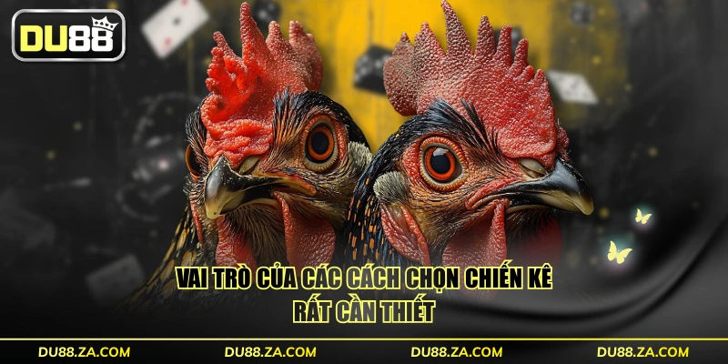 Vai trò của các cách chọn chiến kê rất cần thiết